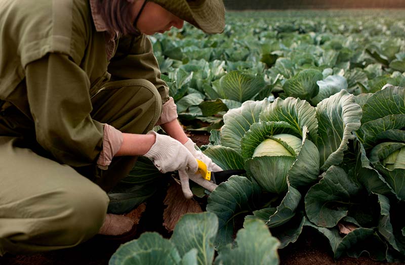 Incentivar la agricultura sostenible