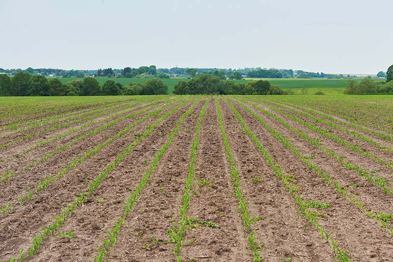 Bancos de tierra y agricultura sostenible