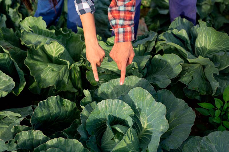 Promoción de la red de alimentación sostenible