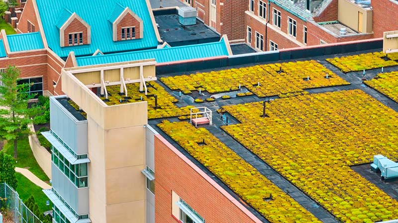 Promoción la instalación de tejados verdes