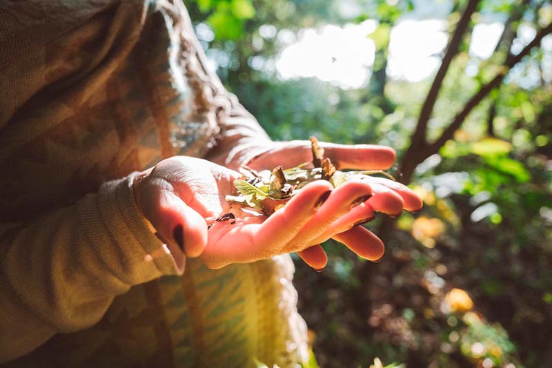 Conversión de parques degradados en bosques de alimentos