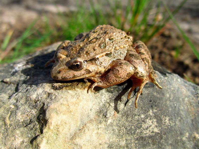 Creación de zonas de protección de fauna y/o flora