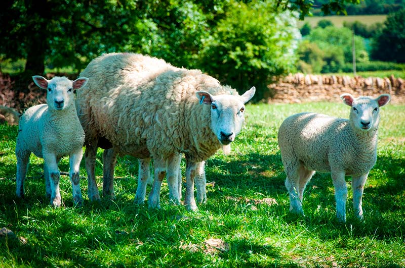Uso de rumiantes para controlar la vegetación